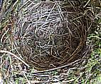 nest