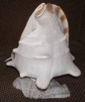 schelplamp