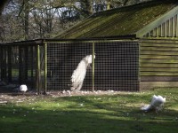 pauw 1