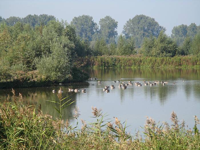 vogels